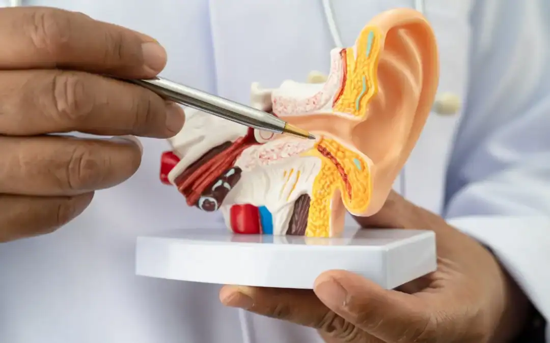 Ear Infections in Adults: How They Can Lead to Long-Term Hearing Damage